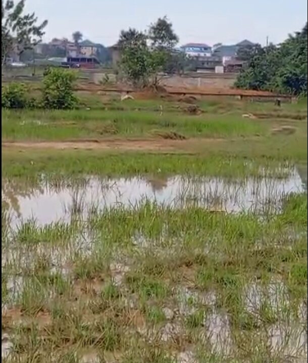 Terrain a vendre a bekoko uste derrière les routiers-2